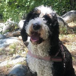 Velma - Bernedoodle