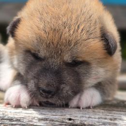 Girl 1 - Red female Japanese Akitainu puppy in Payson, Utah from Havoc Akitas