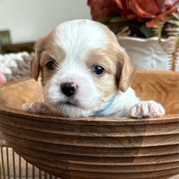 Sterling - Blenheim male Cavachon puppy in Draper, Utah from Peaks Pups — Exceptional by Nature. Raised with Purpose.