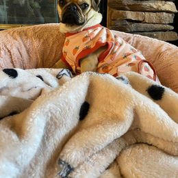 Pembroke Welsh Corgi and Pug Puppies from Blecker Kennel