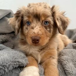Cookie - Red merle female Australian Shepherd puppy in East Hartford, Connecticut from CT Aussies