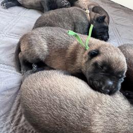 Birdie - Fawn female Belgian Malinois puppy in East Freedom, Pennsylvania from CR Belgian Malinois