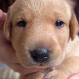 Sonny - Yellow male Labrador Retriever puppy in Dinwiddie, Virginia from Lady Oak Labradors