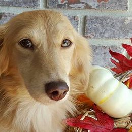 Dachshund All Grown Up from Debra Garrison