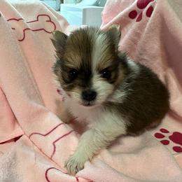 Girl 3 - Tri-colored female Pomeranian puppy in Decatur, Iowa from Lisa Greenhalgh
