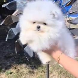 Cloud - White female Pomeranian puppy in Visalia, California from Exotic_fresita_poms