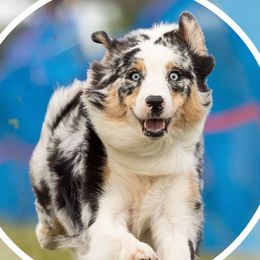Tiki Bird - Australian Shepherd
