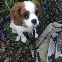 Cavalier King Charles Spaniel Puppies from Christina’s Cavaliers