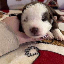 Gray color - Panda female German Shepherd puppy in Marion, Ohio from Legacy K9’s