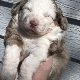 Aussiedoodle Puppies from Ohana Companions