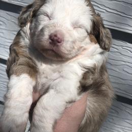 Aussiedoodle Puppies from Ohana Companions