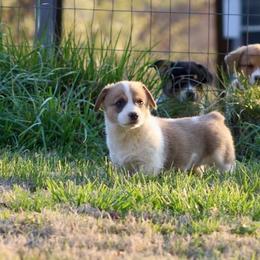 Girl 1 - Sable female Pembroke Welsh Corgi puppy in Ocala, Florida from Dolan Farms Corgis
