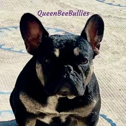 Sheba - French Bulldog