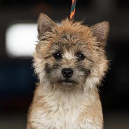 Cairn Terriers from Red Moose K9