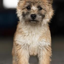 Cairn Terriers from Red Moose K9