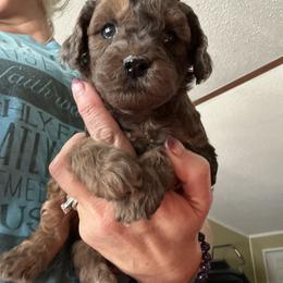 Cumin - Merle male Goldendoodle puppy in Waynesboro, Virginia from Forest Creek Kennel