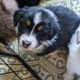 Girl 3 - Black tri-color Australian Shepherd puppy in Sanger, California from A&M Australian Shepherds