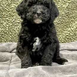 Labradoodle and Poodle Puppies from Top Knot Companions Poodles and Labradoodles