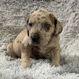 Rainbow collar - Merle female Great Dane puppy in Chippewa Falls, Wisconsin from Wheaton Prairie Danes-www.wpdanes.com