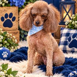 Jinx - Red  male Poodle puppy in Tecumseh, Oklahoma from Poodles in the Garden