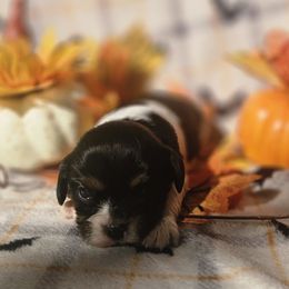 Maggie - Tri-color female Cavalier King Charles Spaniel puppy in Charity, Missouri from Missouri. Cavaliers