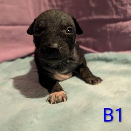 Rift - Black brindle and white male American Hairless Terrier puppy in Phoenix, Arizona from Bare Valley