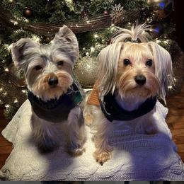 Yorkshire Terriers from Yorkie Pups