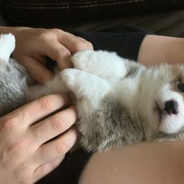 Pembroke Welsh Corgi Puppies from Nunas Corgis