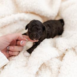 Socks - Brown female Poodle puppy in Chapel Hill, North Carolina from Cyndi’s Poodles