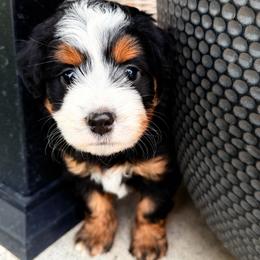 Bella - female Australian Mountain Doodle puppy in Saint Francis, Kansas from Land of Oz Doodles