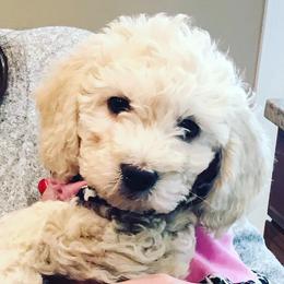 Goldendoodle Puppies from Salty River Doodles