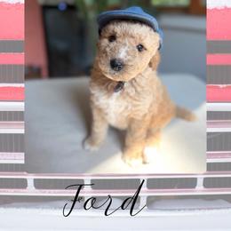 Ford - Red male Bernedoodle puppy in Gales Ferry, Connecticut from Schweers Goldens and Doodles