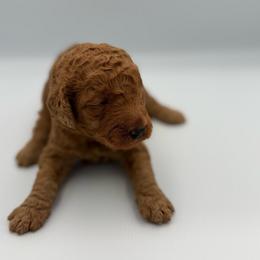 Ruby - Red  female Poodle puppy in Mount Vernon, Illinois from AMC Poodles