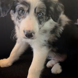 Oliver boy - Blue merle male Border Collie puppy in Fairview, Tennessee from Hoffman Forest Acres LLC