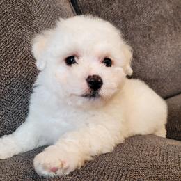 AKC Bichon Frise - Boy 1 - White male Bichon Frise puppy in Spokane Valley, Washington from Anna's Bichon Frise