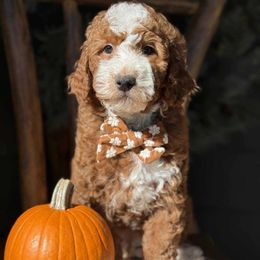 Zeke - Red  male Goldendoodle puppy in Yuciapa, California from AlltheDoodlez_