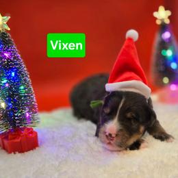 Vixen- Green collar - Blue merle male Bernedoodle puppy in Summerville, South Carolina from Channys Doodles
