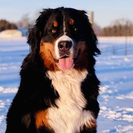 Emmy - Bernese Mountain Dog