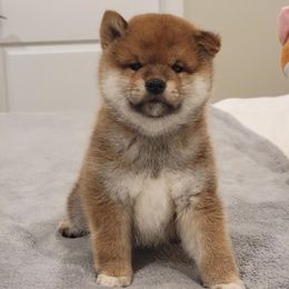 Cain - Sesame male Shiba Inu puppy in Milton, Florida from Moonlight Shibas