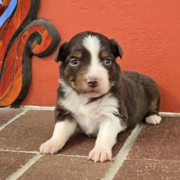 Girl 2 - Miniature American Shepherd puppy from Von Südwest German Shepherds and Mini American Shepherds