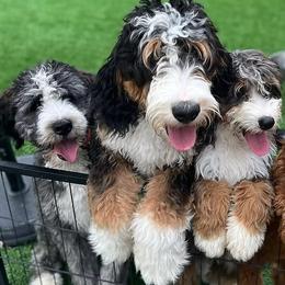 Bernedoodle and Goldendoodle All Grown Up from Dainty Doodle Dogs