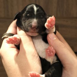 Oreo - Black and white female Aussiedoodle puppy in Vallejo, California from Well Rooted Doodles