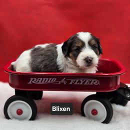Blixen- Black collar - Grey and white male Bernedoodle puppy in Summerville, South Carolina from Channys Doodles