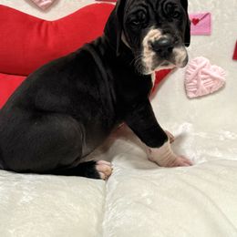 Boy 3 - Great Dane puppy from City Slicker Danes