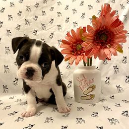 Boston Terrier Puppies from Furrever Boston Terriers