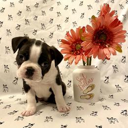 Boston Terrier Puppies from Furrever Boston Terriers