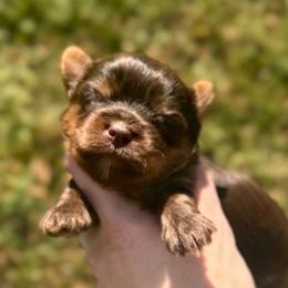 Little Rolo - Chocolate, tan and white male Yorkshire Terrier puppy in Hope, Indiana from DJ Yorkies