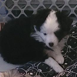 Girl 1 - Black tri female Toy Australian Shepherd puppy in Orange Park, Florida from Janousek Farms