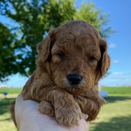Goldendoodle Puppies from J&J Doodles