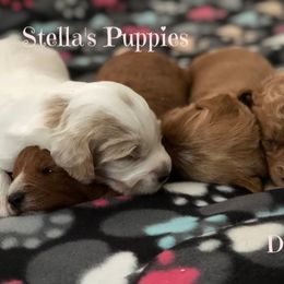 Goldendoodle and Labradoodle Puppies from Doodle Ranch